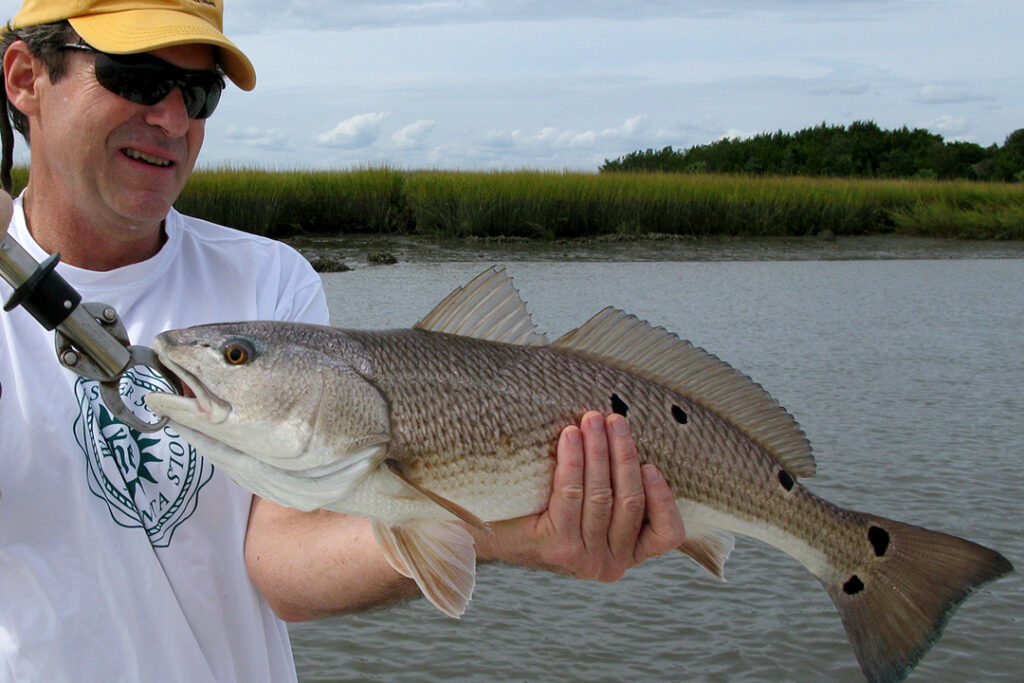 Angler holding a redfish in the Georgia marsh